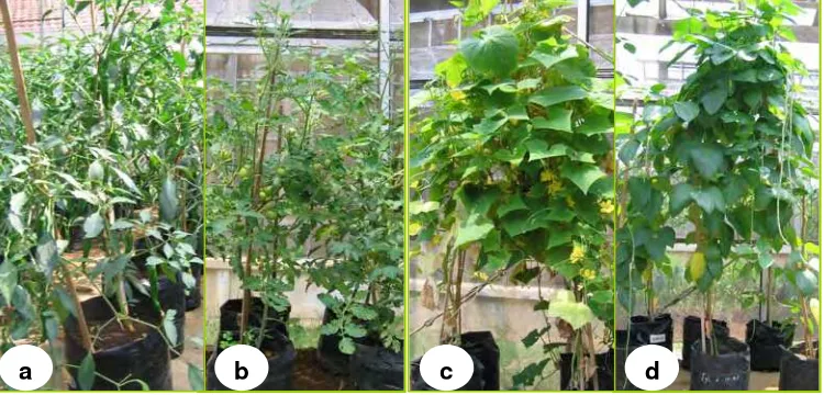 Gambar 2 Respon tanaman uji setelah inokulasi cendawan endofit. Semua tanaman tidak menunjukkan gejala penyakit (rebah semai, busuk akar dan pangkal batang, layu Fusarium)