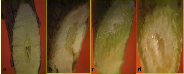 Gambar 3. Irisan pangkal batang tanaman uji setelah inokulasi cendawan endofit tidak menunjukkan gejala penyakit internal (nekrosis)