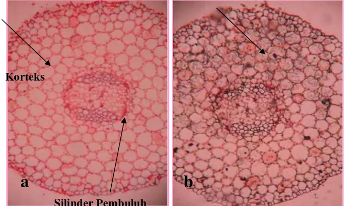 Gambar 5 Silinder pembuluh pada batang bibit cabai kultivar Tit Super tidak menunjukkan adanya kolonisasi miselium  cendawan endofit F