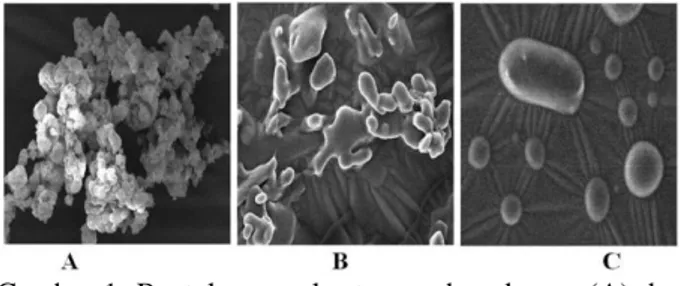 Gambar  1.  Bentuk    granula    tepung  bengkuang  (A)  dan  termodifikasi  hasil  uji  SEM  konsentrasi  HCl  2%  dan  lama hidrolisis 48 dan 72 jam (B dan C)