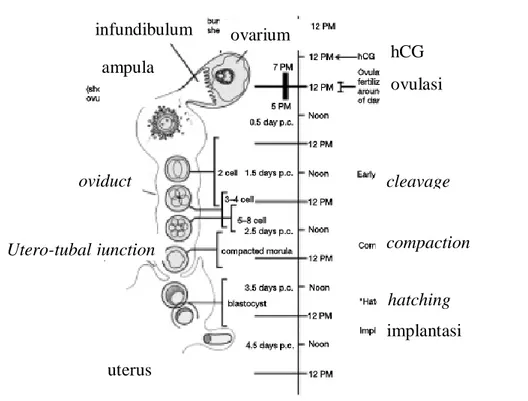 Gambar 1. Perkembangan embrio praimplantasi mencit (Nagy et al., 2003) 