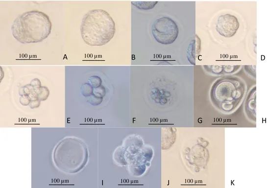 Gambar  2.  Perkembangan  embrio  praimplantasi.  A.  hatched  blastokista;  B.  blastokista  akhir; C