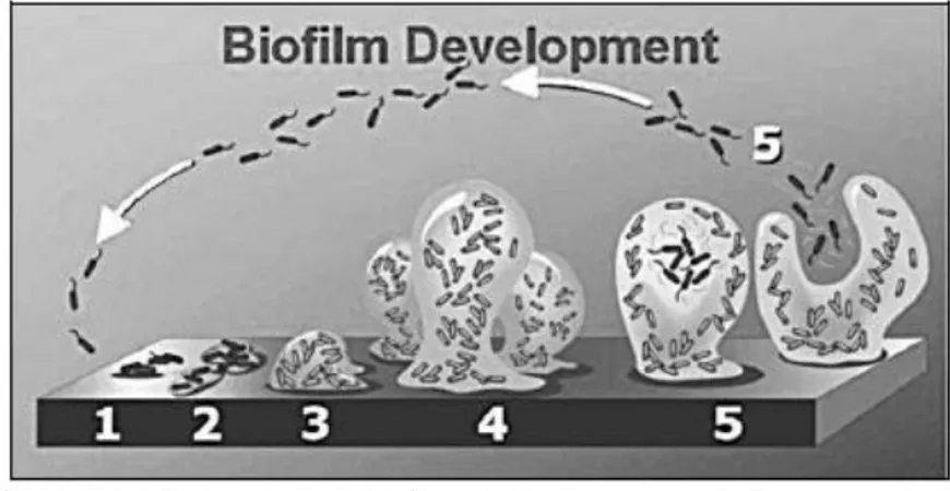 Gambar 2.1 Perkembangan biofilm : 1. Non-permanen 2. Permanen, 3.  Maturasi, 4. Detachment, 5