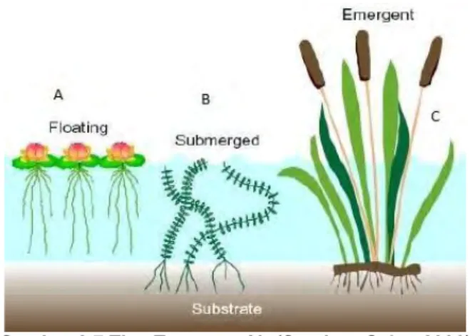 Gambar 2.7 Tipe Tanaman Air (Sumber: Sa’at, 2006)  Dari  ketiga  tipe  tanaman  air  tersebut,  yang  umum  digunakan  untuk  Lahan Basah  Buatan ditampilkan pada Tabel  2.8 