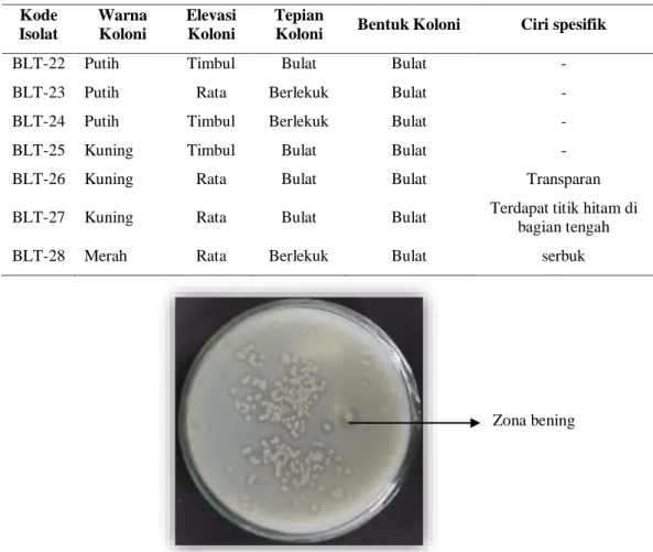 Gambar 1. Hasil isolasi bakteri proteolitik dari limbah cair tahu. 