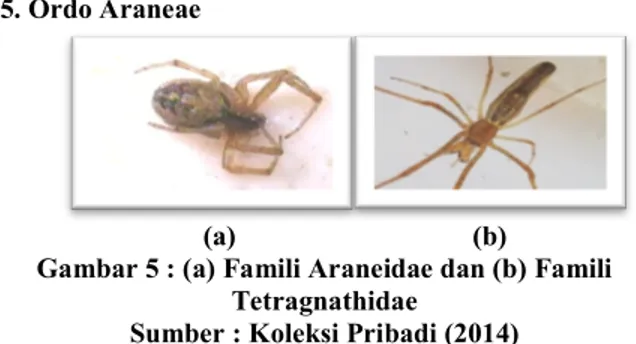Gambar 5 : (a) Famili Araneidae dan (b) Famili  Tetragnathidae 
