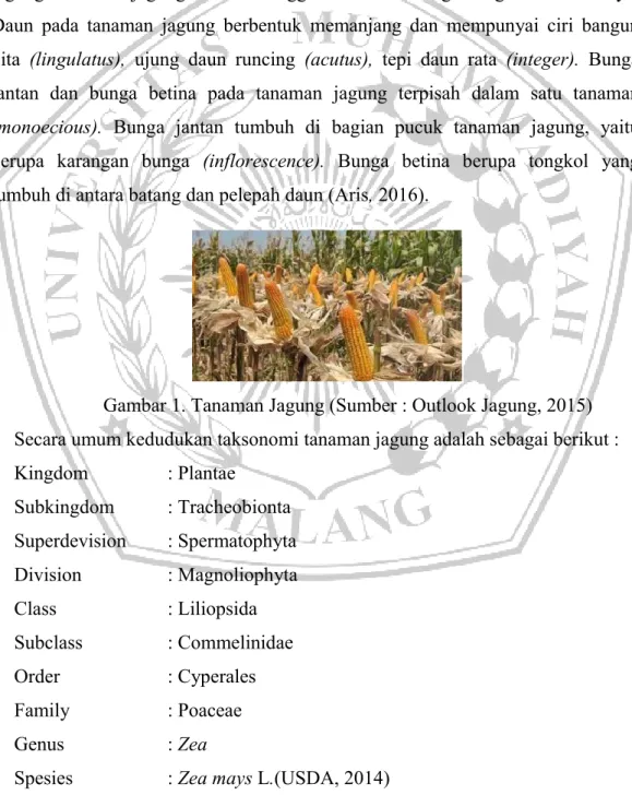 Gambar 1. Tanaman Jagung (Sumber : Outlook Jagung, 2015)  Secara umum kedudukan taksonomi tanaman jagung adalah sebagai berikut :  Kingdom    : Plantae  Subkingdom  : Tracheobionta  Superdevision  : Spermatophyta   Division  : Magnoliophyta   Class  : Lili