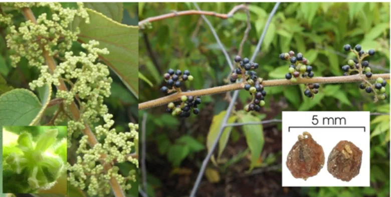 Gambar 2.  Bunga dan buah T. orientalis