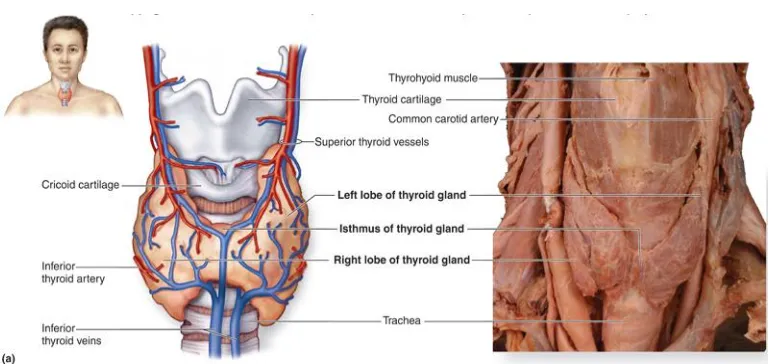Gambar 2.1 Anatomi Kelenjar Tiroid (Islam, 2013). 