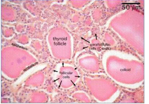 Gambar 2.2 Histologi Kelenjar Tiroid (William, 2013). 
