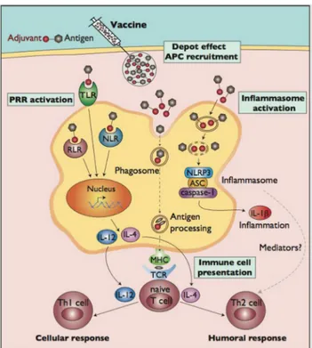 Gambar  8. Mekanisme  adjuvan  dan  antigen  dalam  menstimulasi  respon  imun. Adjuvan  dan  antigen menstimulasi  respon  imun  seluler  dan  humoral dapat  melalui  4  jalur  yaitu  depotasi  APC,  aktivasi PRR,  aktivasi  inflamasoma  dan  aktivasi  se