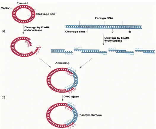 Gambar  2.  Kontruksi  DNA  rekombinan. (a)  Enzim  restriksi  endonuklease  EcoRI  memotong  plasmid  dan  DNA target  di  situs  pemotongan  spesifik
