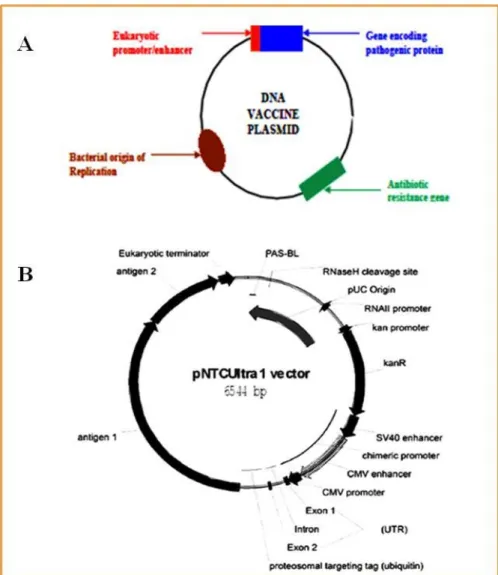 Gambar  4. A.  Gambaran  umum  plasmid  vaksin  DNA.  Plasmid  vaksin  DNA  mengandung  enhancer/promoter, sebagai  tempat  melekatnya  faktor  transkripsi  dan  RNA  polimerase;  ORI  untuk  propagasi plasmid; gen resisten antibiotik, sebagai penanda sele