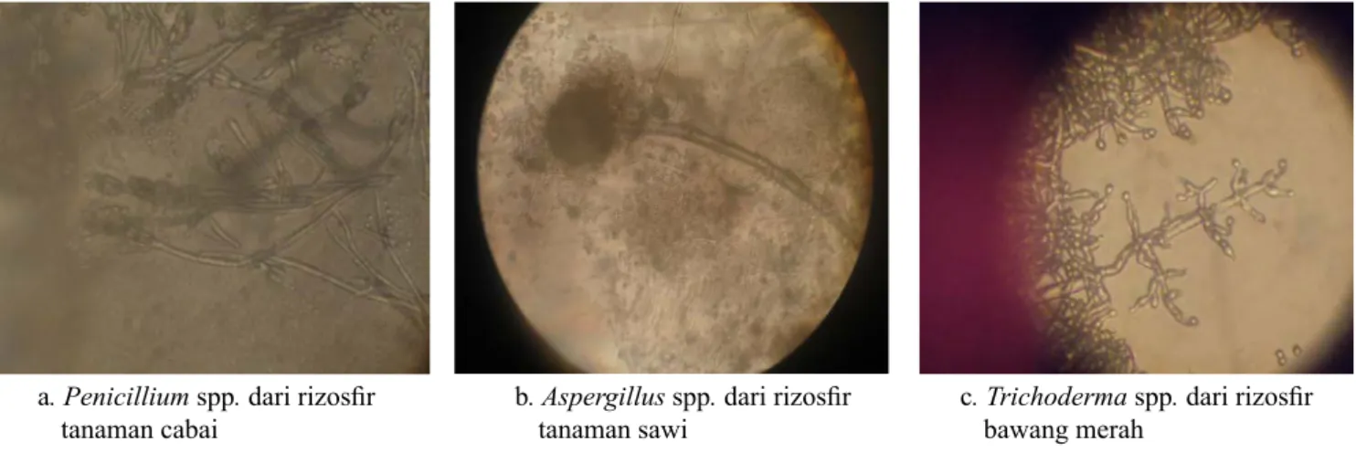 Gambar 2.  Mikroskopis dari cendawan Penicillium spp.  dari rizosfir tanaman cabai (a),  Aspergillus spp