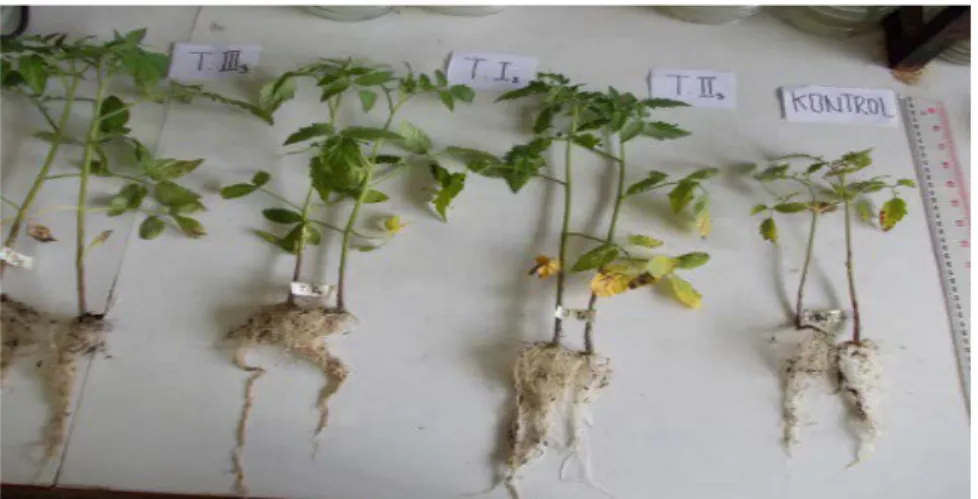 Gambar 5.   Pengaruh beberapa isolat cendawan berguna terhadap pertumbuhan tanaman tomat, kubis,  dan beet  (Effects of beneficial fungus isolates on growth of tomato, cabbage, and beet plants)