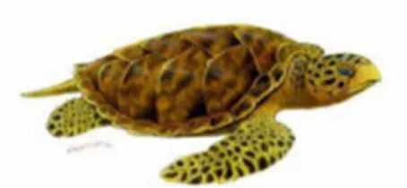 Gambar 2. Penyu Sisik (Eretmochelys kempi) (Direktorat Konservasi dan Taman  Nasional Laut, 2009) 