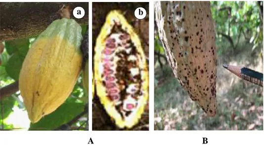 Gambar  2.    Gejala  serangan  hama  utama  kakao  (Siswanto  dan  Karmawati  2012):  (A)  penggerek  buah