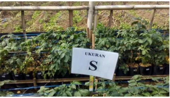 Gambar 6. Penampilan pertumbuhan benih kentang hasil aeroponik ukuran S di dalam greenhouse 
