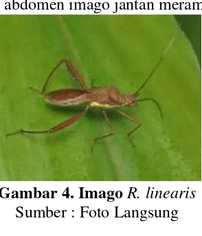 Gambar 4. Imago R. linearis 