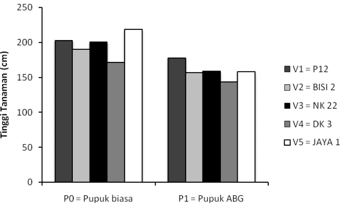 Gambar 1. Diagram Tinggi Tanaman dari Varietas dan Pupuk pada 7 mst 