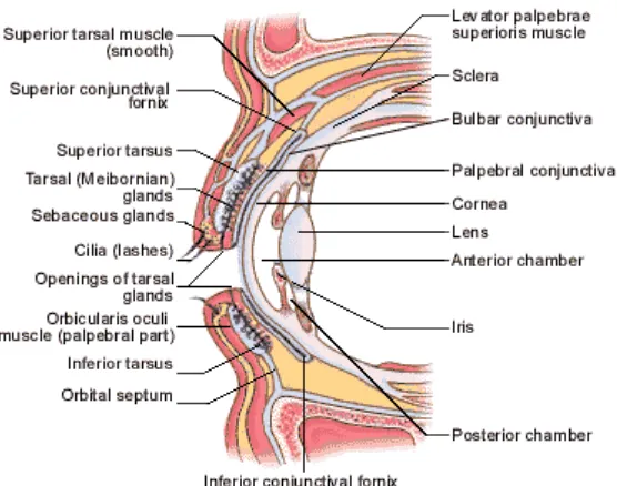 Gambar 2.1. Anatomi Konjungtiva 