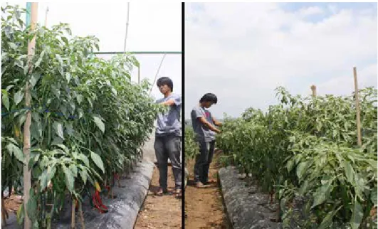 Gambar 1. Pertumbuhan tanaman cabai di dalam rumah kasa (kiri) dan di lahan terbuka (kanan) (Growth of hot 