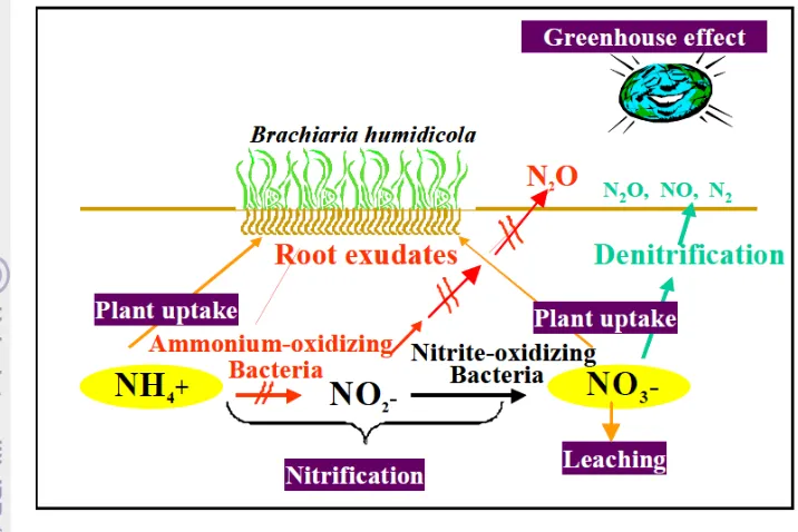 Gambar 6. Proses biologi dalam pengaturan penghambatan nitrifikasi dan emisi gas N2O  