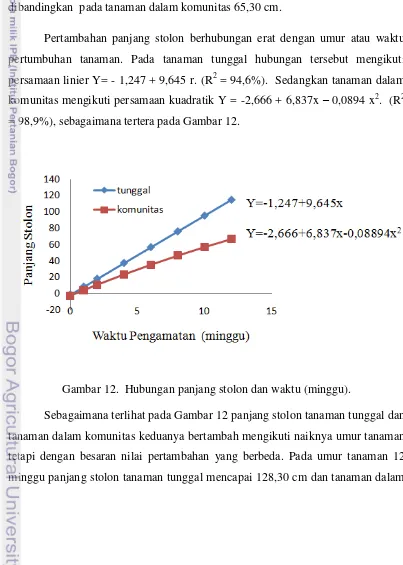 Gambar 12.  Hubungan panjang stolon dan waktu (minggu). 