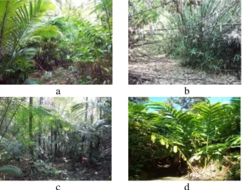 Gambar  1    Beberapa  jenis  vegetasi  di  sekitar  kubangan  (a)  vegetasi  Rotan  Seel  (Daemonorops  melanochaetes);  (b)  vegetasi  Bambu  Cangkeuteuk  (Schizostachyum  zollingeri);  (c)  vegetasi  Langkap  (Arenga  obsitufolia);  (d) vegetasi Honje (