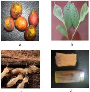 Gambar 4. Contoh jenis-jenis pakan orangutan:  a) buah kariwaya pisang, b) daun  habu-habu, c) rayap, d) kulit getah  merah 