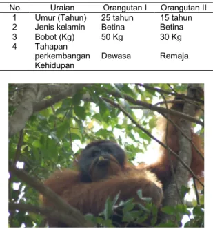 Tabel  7.  Deskripsi  Orangutan  Di  Dusun  9  Air  Hitam 