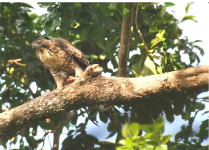 Gambar 2  Elang jawa mencabik ayam hutan di pohon kesambi  b.5.  Tempat sarang 