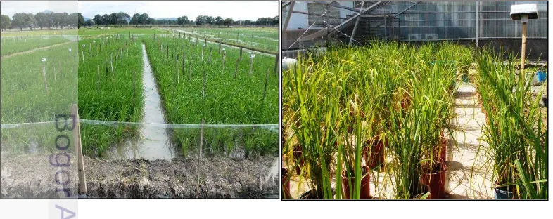 Figure 2 Field and greenhouse experiments in IRRI, Philippines 