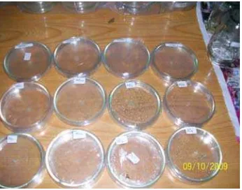 Gambar 12. Cawan Petri yang Berisi Biakan Murni Phytium sp 