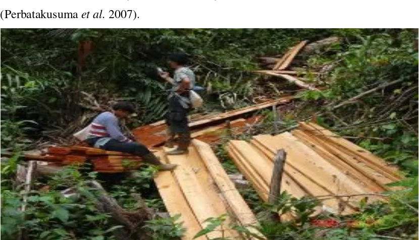 Gambar 2.4. Kerusakan Habitat Alamiah Berupa Penebangan Kayu Liar Adalah Salah Satu Ancaman Bagi Habitat dan Populasi Orangutan Sumatera di DAS Batang Toru (CI Indonesia, PT
