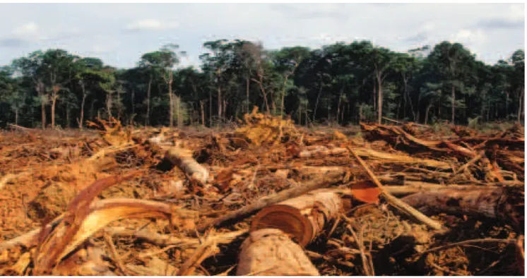 Gambar 6.8  Illegal Loging menjadi ancaman serius bagi Lingkungan Indonesia.