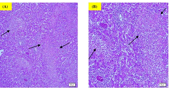 Gambar 1. (A) Hati ayam (A3M) yang diinfiltrasi oleh sel radang limfosi disertai dengan nekrosis multifocal; 