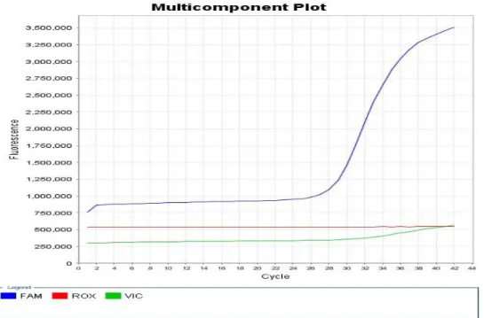 Gambar 3. Hasil genotiping RT-PCR dengan probe mutasi satu titik menunjukkan genotipe homozigot G/G  melebihi  garis  ambang  batas  (threshold) 
