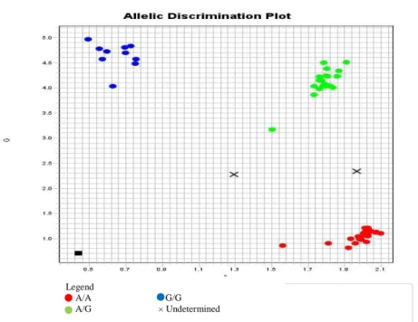 Gambar 4. Distribusi  genotipe  berdasarkan  clustering  genotipe  A/A,  A/G  dan  G/G  hasil  SNP  analisis  RT- RT-PCR 