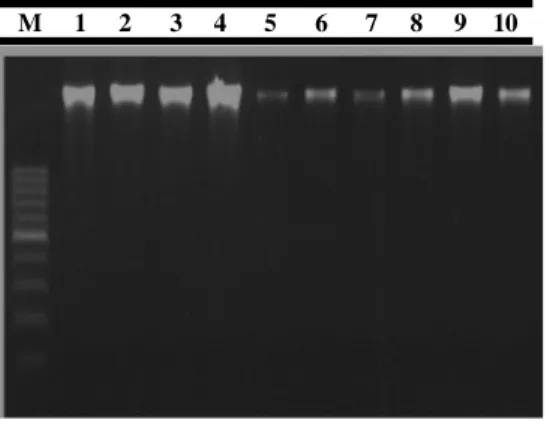 Gambar  2.  Hasil  ektraksi  DNA 
