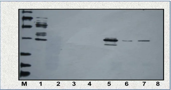 Gambar 2. Protein rekombinan hasil pemurnian. M = marker (ukuran berat molekul pada masing-masing pita  dari  atas  ke  bawah:  116  kDa,  66  kDa,  45  kDa,  31  kDa,  21,5  kDa,  14,4  kDa,  6,5  kDa),  Kolom  1  =  protein  bakteri  (unbound protein), K