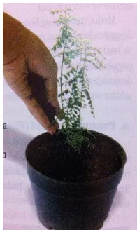 Gambar 8. Pemupukan meniran dalam pot. Menggunakan pupuk kandang yang ditebar di sekeliling tanaman 