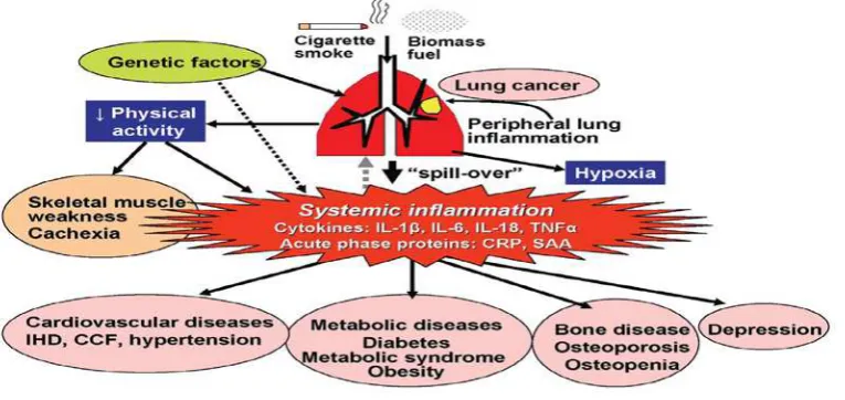 Gambar 2. Inflamasi perifer di paru dapat masuk ke sirkulasi sistemik.23 