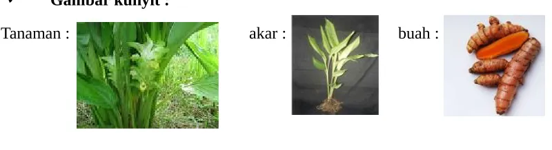 Gambar kunyit :