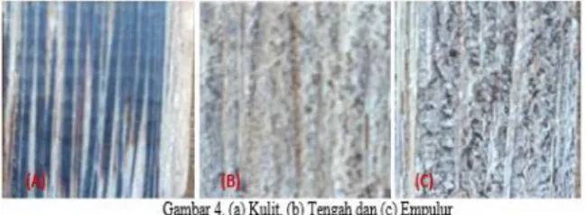 Gambar 3 memperlihatkan sel pembuluh  pada  batang  nibung  berada  di  antara  parenkim