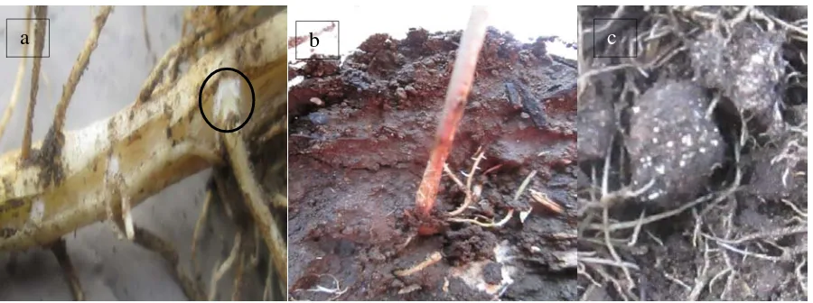 Gambar 1.Gejala serangan S. rolfsii di lapangan (a) pangkal batang terinfeksi di selimuti miselia (b) pangkal batang terinfeksi berwarna kecoklatan     (c) pertumbuhan sclerotia muda pada tanah di sekitar perakaran terinfeksi