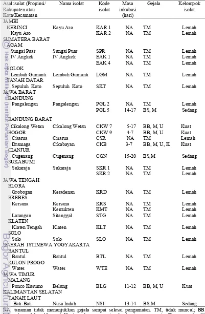 Tabel 3.2  Pengelompokan isolat Chili veinal mottle virus berdasarkan respon  tanaman cabai IPB C13  