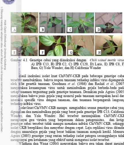 Gambar 4.1  Genotipe cabai yang diinokulasi dengan   Chili veinal mottle virus. 
