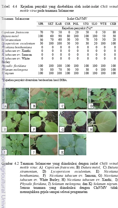 Tabel  4.4  Kejadian penyakit yang disebabkan oleh isolat-isolat Chili veinal mottle virus pada tanaman Solanaceae  
