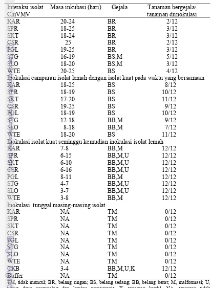Tabel 5.3 Respon tanaman cabai IPB C13 terhadap inokulasi Chili veinal mottle virus isolat lemah dengan isolat  kuat  